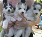 Prod�m �t���tka Sibi�sk�ho Husky.