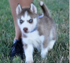 Sibi�sk� husky