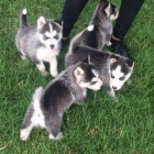 Sibirsk� husky na prodej bez PP