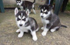 Sibirsk� husky