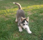 Modr� o�i Sibi�sk� husky �t���tka