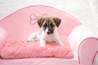 Jack Russel s PP �t���tka