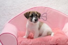 Jack Russel s PP �t���tka
