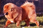 Tibetsk� doga s PP