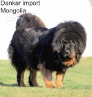 Tibetsk� doga s PP