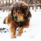 Tibetsk� doga s PP