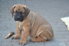 Boerboel- Jihoafrick� mastif