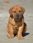 Boerboel- Jihoafrick� mastif