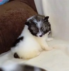 N�meck� �pic s PP