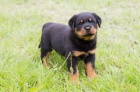 Rottweiler �t��ata jsou k dispozici