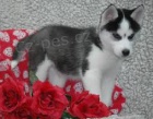 Sibirsk� husky -s pp