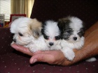 Shih Tzu �t��ata na V�noce.