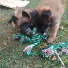 �t��ata belgick�ho ov��ka tervueren