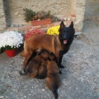 �t��ata belgick�ho ov��ka tervueren