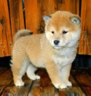 ڞasn� �t�n� Shiba Inus hled� nov� a miluj�c� domov