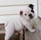 N�dhern� anglick� buldok �t���tka k dispozici