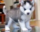 ACA Sibi�sk� husky