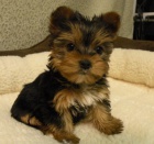 Yorkshire teri�r - �t��ata