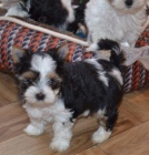 Biewer jork��rsk�  teri�r