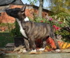 �t���tka Miniaturn� Bull Terrier