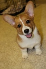 corgi �t�n�