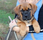 Tosa inu �t�n� pejsek s PP