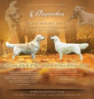 �t��ata golden retrievera s PP