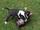 �t���tka Miniaturn� Bull Terrier
