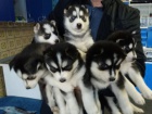 Sibi�sk� husky - �t��ata s PP