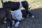 �t��ata Amstaff