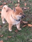 shiba inu �t��ata pro v�no�n�