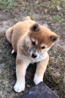 shiba inu �t��ata pro v�no�n�