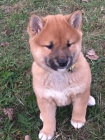 shiba inu �t��ata pro v�no�n�