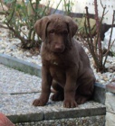 Chesapeake bay retriver s PP(jako hn�d� labrador)