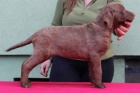 Chesapeake bay retriver s PP(jako hn�d� labrador)