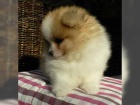 N�meck� �pic Pomeranian