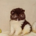 N�meck� �pic s PP