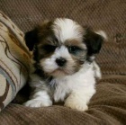 Shih tzu �t��ata.
