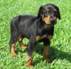 Roztomil� Dobrman �t��ata