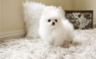 N�m. �pic pomeranian