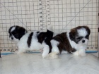 �t���tka shih-tzu s PP (shi-tzu)
