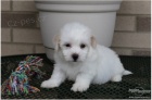 �ena Coton De Tulear na predaj