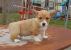  O�kovan� Pembroke welsh corgi �t��ata