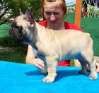 Francouzsk� buldo�ek