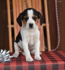 Hrav� �t��ata beagle