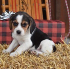 Hrav� �t��ata beagle