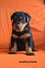 Francouzsk� ov��k - Beauceron