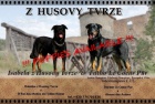 Francouzsk� ov��k - Beauceron