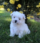 miluj�c� malt�zsk� �t��ata k p�ijet�