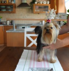 Jork��rsk� terier fene�ky s PP